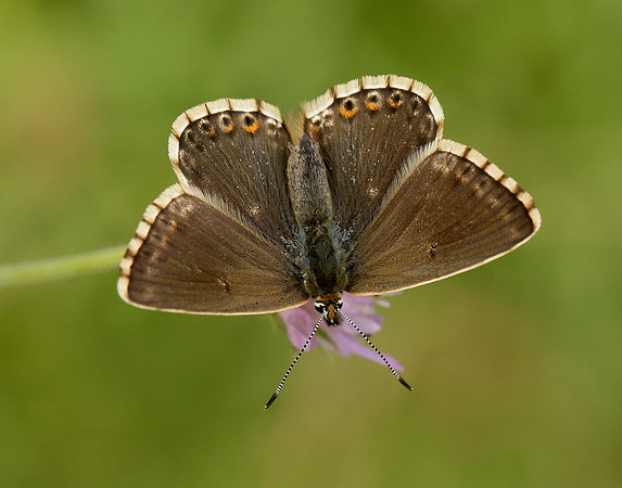 Chalk Hill Blue Polyommatus coridon