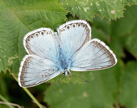 Chalk Hill Blue Polyommatus coridon