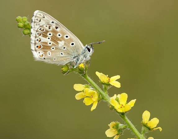 Chalk Hill Blue Polyommatus coridon