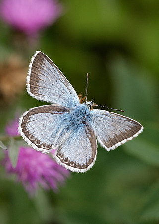 Chalk Hill Blue Polyommatus coridon
