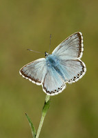 Chalk Hill Blue Polyommatus coridon