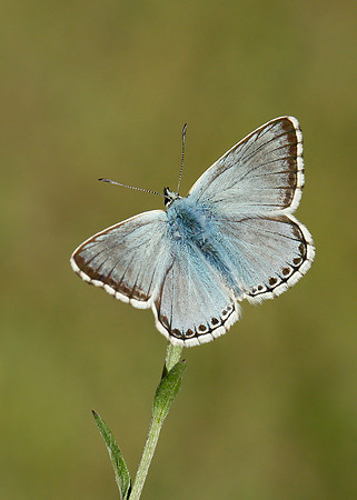Chalk Hill Blue Polyommatus coridon