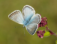 Chalk Hill Blue Polyommatus coridon