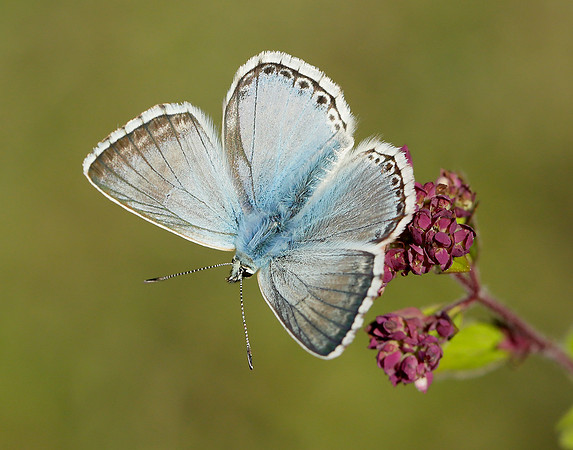 Chalk Hill Blue Polyommatus coridon