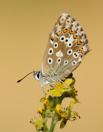 Chalk Hill Blue Polyommatus coridon
