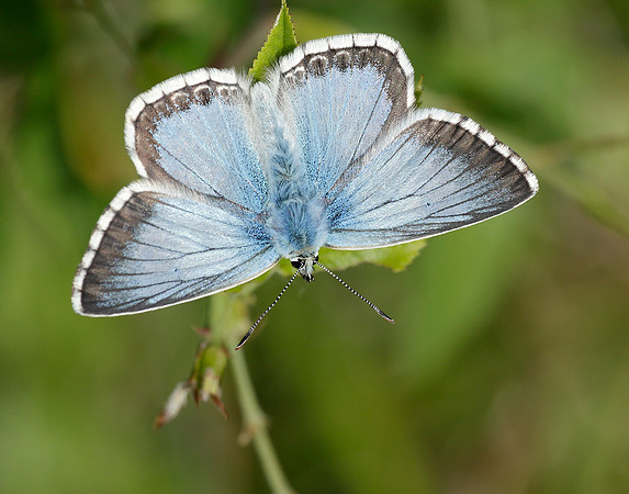 Chalk Hill Blue Polyommatus coridon