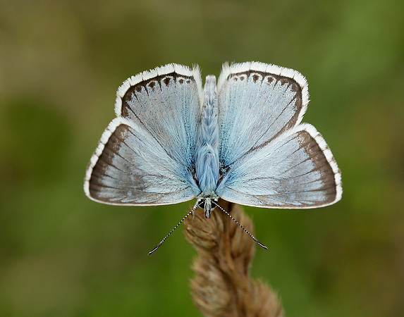 Chalk Hill Blue Polyommatus coridon