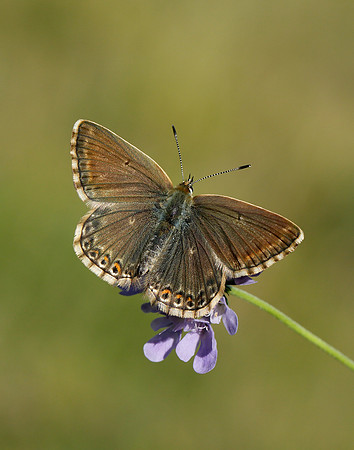 Chalk Hill Blue Polyommatus coridon