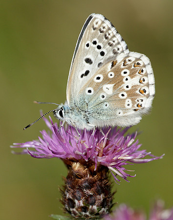 Chalk Hill Blue Polyommatus coridon