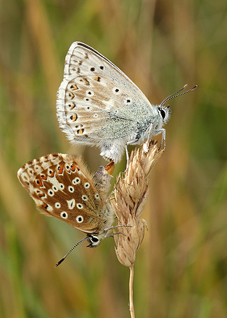 Chalk Hill Blue Polyommatus coridon