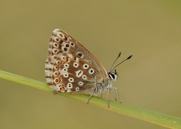 Chalk Hill Blue Polyommatus coridon