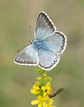 Chalk Hill Blue Polyommatus coridon