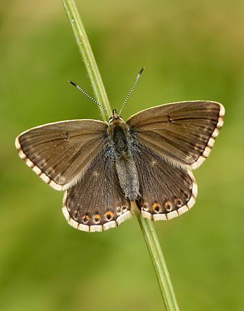 Chalk Hill Blue Polyommatus coridon
