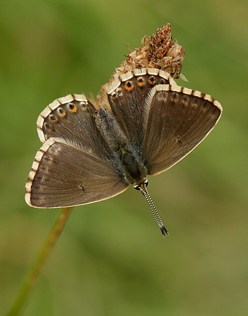 Chalk Hill Blue Polyommatus coridon