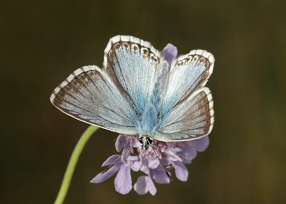 Chalk Hill Blue Polyommatus coridon