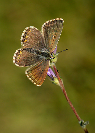 Chalk Hill Blue Polyommatus coridon