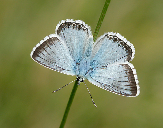 Chalk Hill Blue Polyommatus coridon