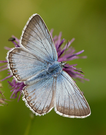 Chalk Hill Blue Polyommatus coridon