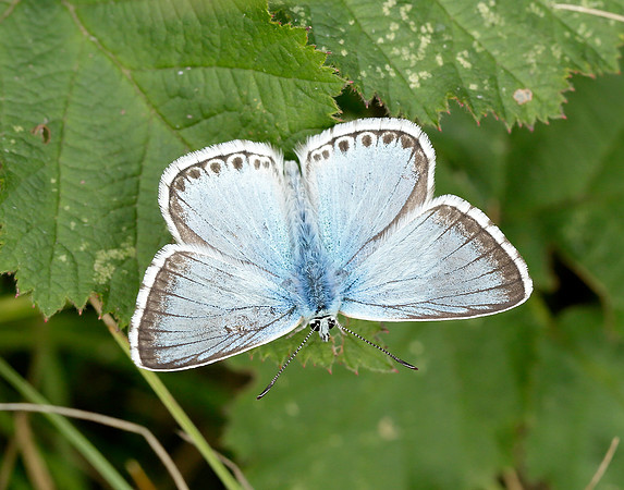 Chalk Hill Blue Polyommatus coridon