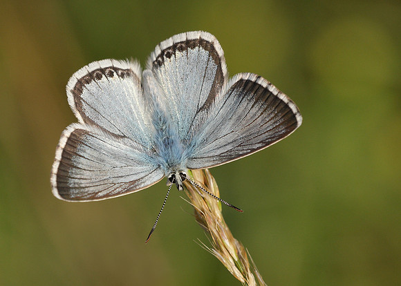 Chalk Hill Blue Polyommatus coridon