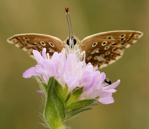 Chalk Hill Blue Polyommatus coridon