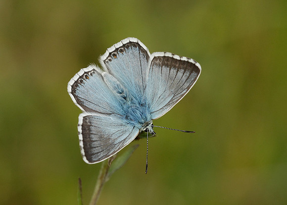 Chalk Hill Blue Polyommatus coridon