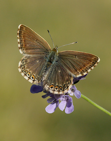 Chalk Hill Blue Polyommatus coridon
