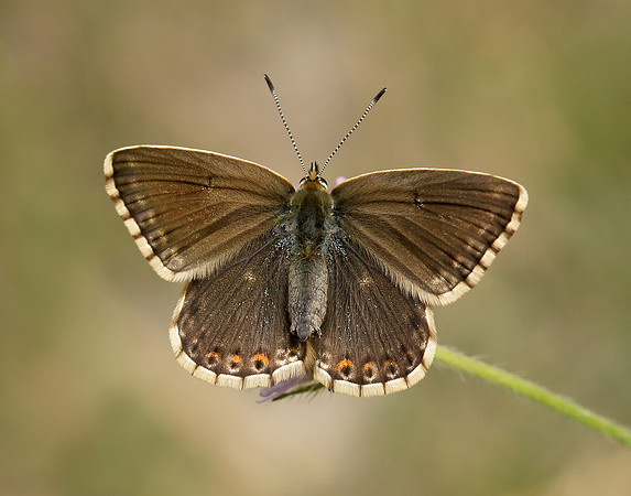 Chalk Hill Blue Polyommatus coridon