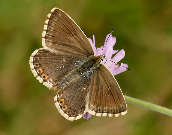 Chalk Hill Blue Polyommatus coridon