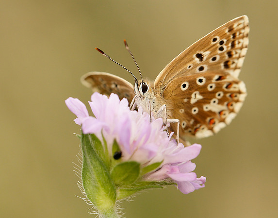 Chalk Hill Blue Polyommatus coridon