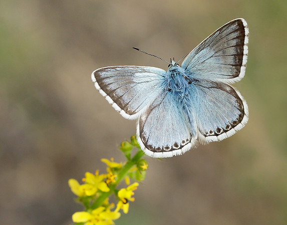 Chalk Hill Blue Polyommatus coridon