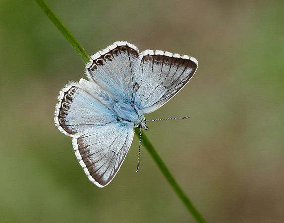 Chalk Hill Blue Polyommatus coridon