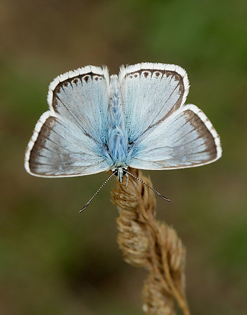 Chalk Hill Blue Polyommatus coridon