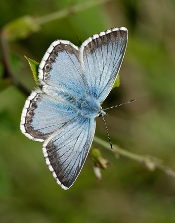 Chalk Hill Blue Polyommatus coridon