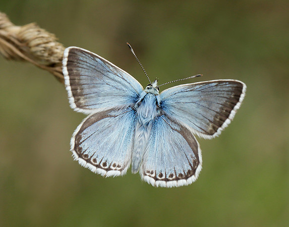 Chalk Hill Blue Polyommatus coridon