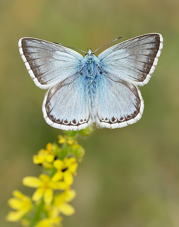 Chalk Hill Blue Polyommatus coridon