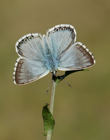 Chalk Hill Blue Polyommatus coridon
