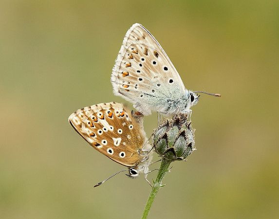 Chalk Hill Blue Polyommatus coridon