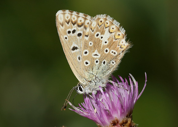 Chalk Hill Blue Polyommatus coridon