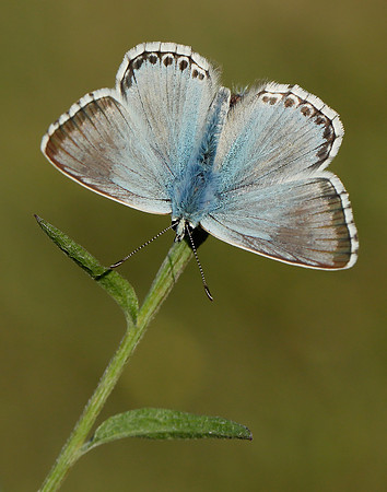 Chalk Hill Blue Polyommatus coridon