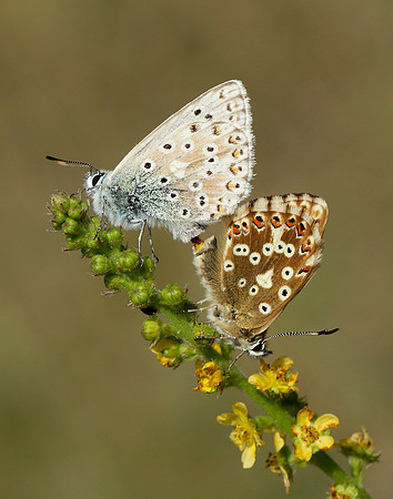 Chalk Hill Blue Polyommatus coridon