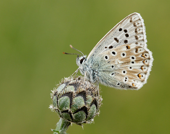 Chalk Hill Blue Polyommatus coridon