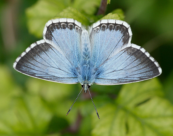 Chalk Hill Blue Polyommatus coridon