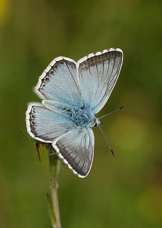 Chalk Hill Blue Polyommatus coridon
