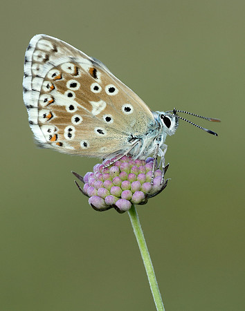 Chalk Hill Blue Polyommatus coridon