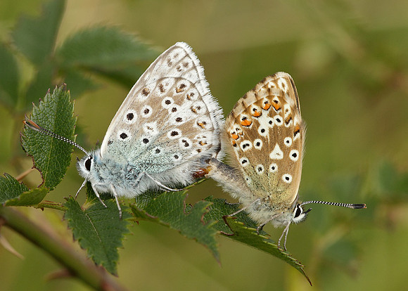 Chalk Hill Blue Polyommatus coridon