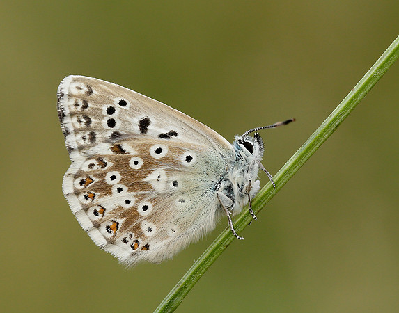 Chalk Hill Blue Polyommatus coridon