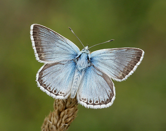 Chalk Hill Blue Polyommatus coridon