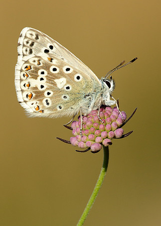 Chalk Hill Blue Polyommatus coridon