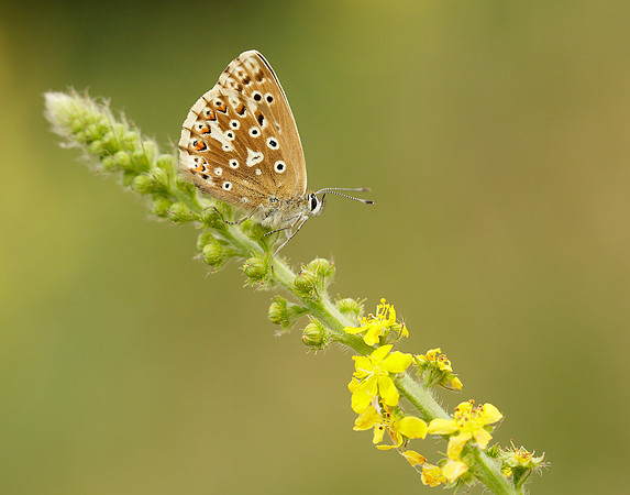 Chalk Hill Blue Polyommatus coridon